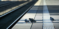 Drei Tauben am Rande eines leeren Bahnsteigs